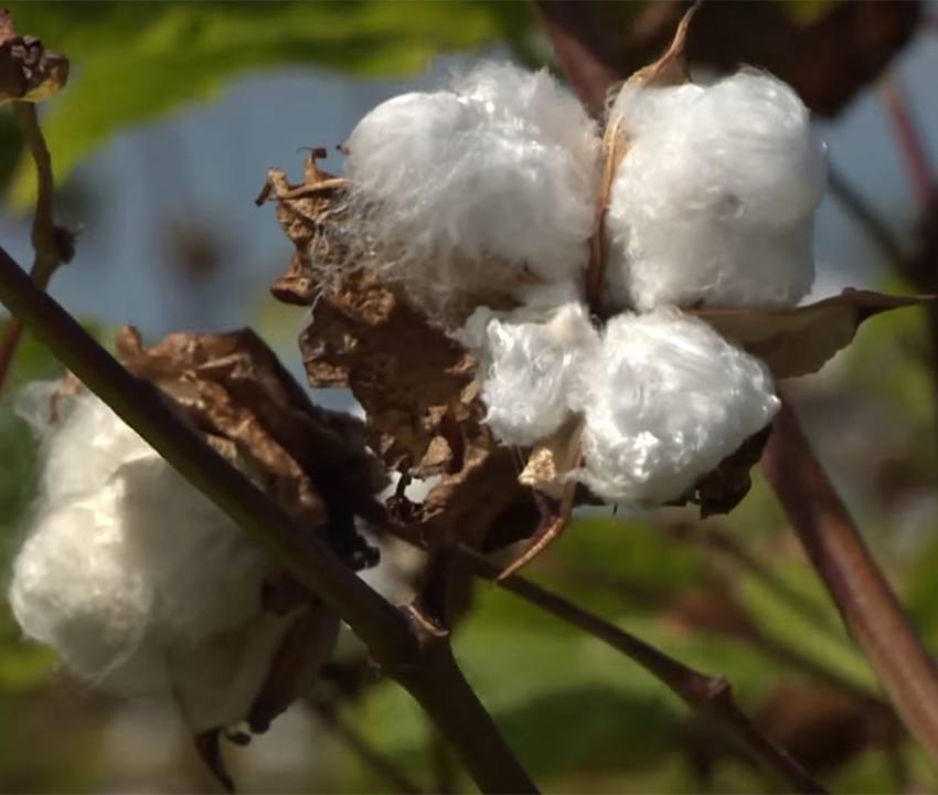 Sea Island Cotton Shirts Proper Cloth